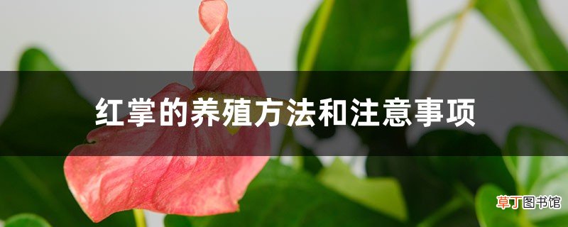 红掌的养殖方法和注意事项