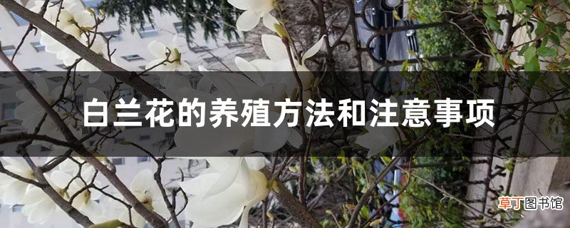 白兰花的养殖方法和注意事项