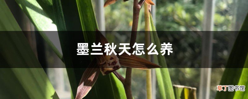 墨兰秋天怎么养