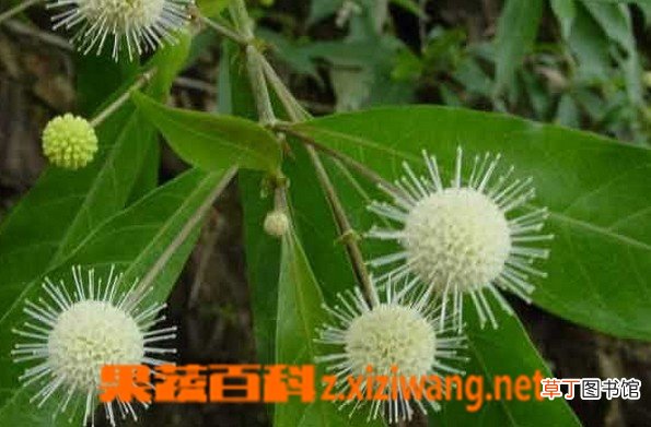 水杨梅的功效与作用