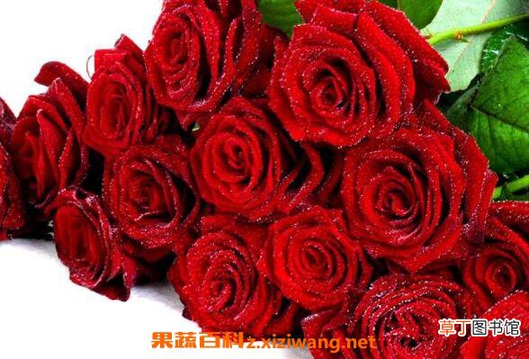 玫瑰花怎么保存 玫瑰花如何保鲜
