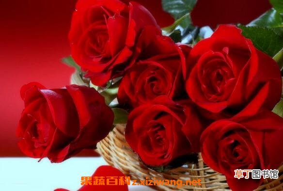 玫瑰花怎么保存 玫瑰花如何保鲜