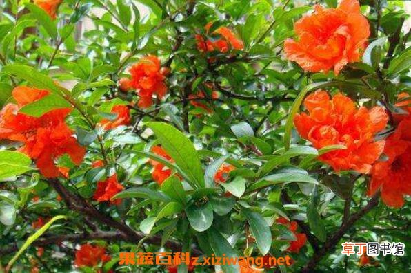 石榴花怎么养殖 石榴花的养殖方法