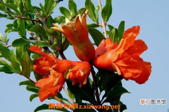 石榴花怎么养殖 石榴花的养殖方法