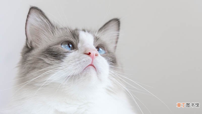 做梦被猫抓了什么意思