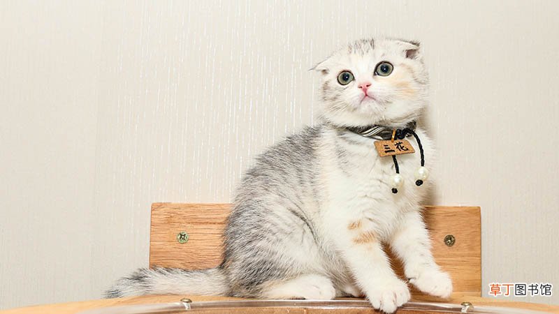 做梦被猫抓了什么意思
