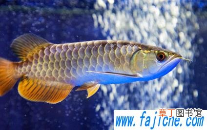金龙鱼需要每天喂食吗 金龙鱼喂食什么最好