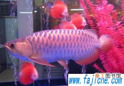 金龙鱼需要每天喂食吗 金龙鱼喂食什么最好