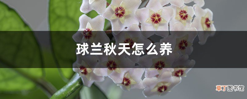 球兰秋天怎么养
