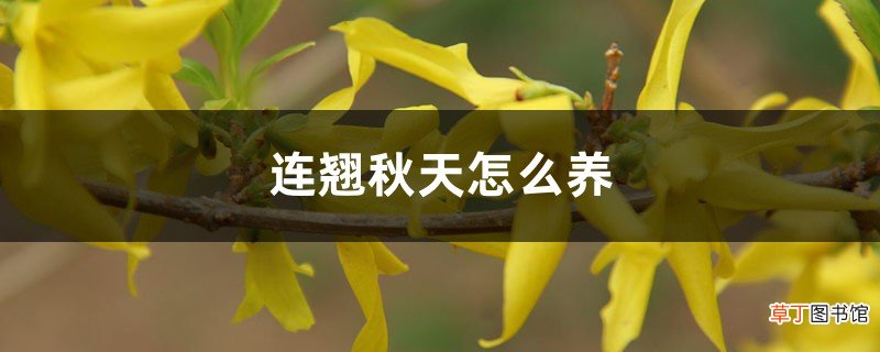 连翘秋天怎么养