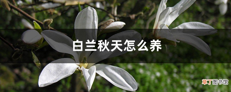 白兰秋天怎么养