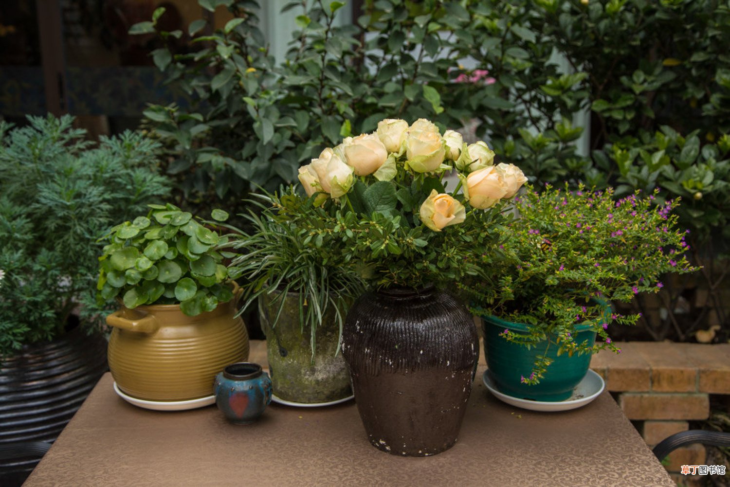 白兰秋天怎么养