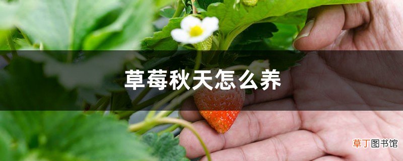 草莓秋天怎么养