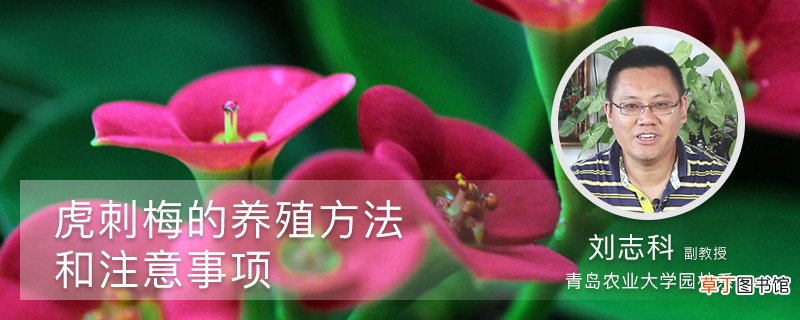 虎刺梅的养殖方法和注意事项