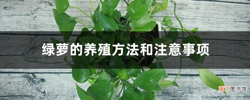 绿萝的养殖方法和注意事项