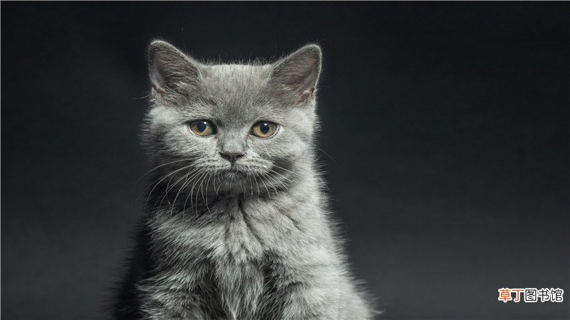 做梦梦到被猫咬住不放是什么意思