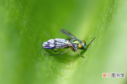 做梦身上有很多虫子什么意思