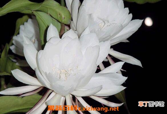 昙花怎么养殖 昙花的养殖方法和注意事项