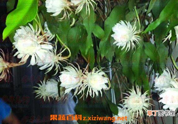 昙花怎么养殖 昙花的养殖方法和注意事项
