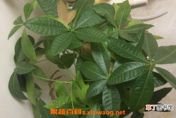 发财树怎么繁殖 发财树叶子发黄怎么办