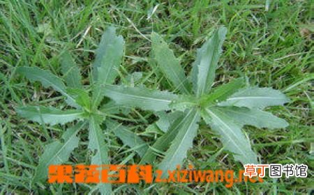 猪毛菜的功效与做法