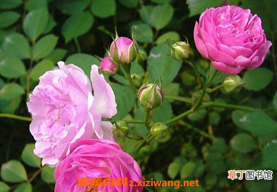 蔷薇怎么养 蔷薇的养殖方法和注意事项