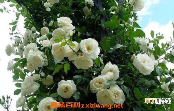 蔷薇怎么养 蔷薇的养殖方法和注意事项