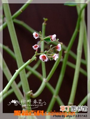 垂悬大戟的功效与作用