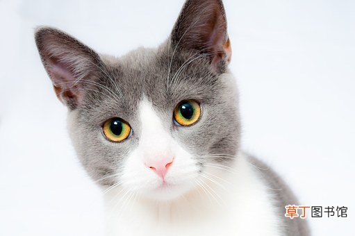梦见把猫打死了是什么征兆