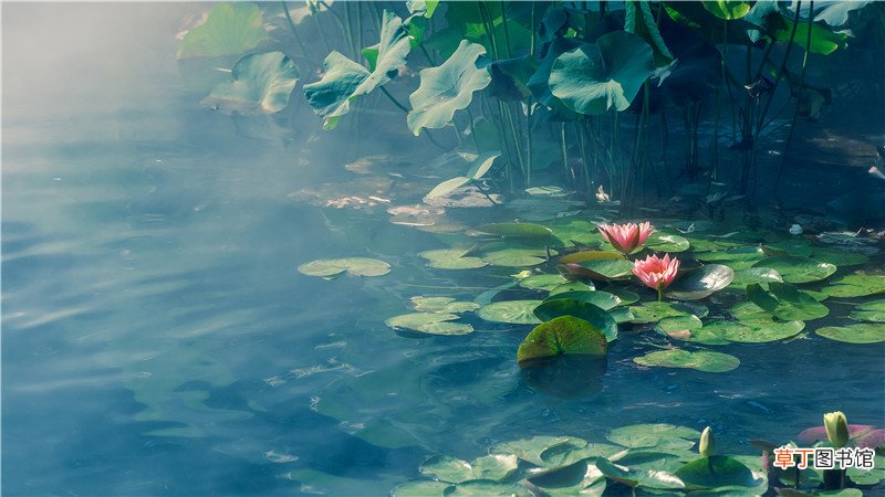 梦见池塘的水干了是什么意思