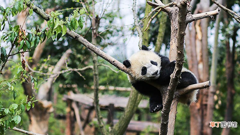 女人梦见熊猫是啥意思