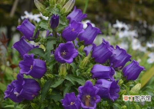 养殖须知 风铃草蔫了还能活吗