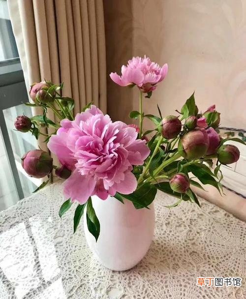 养殖须知 芍药花插花瓶怎么养