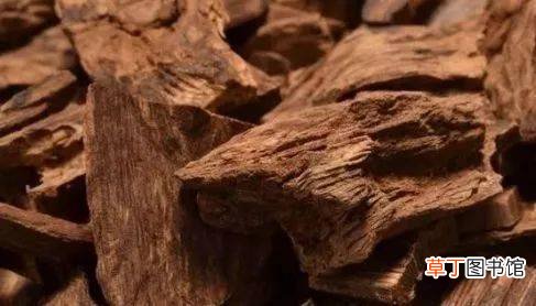 简短介绍 沉香种植方法与技术