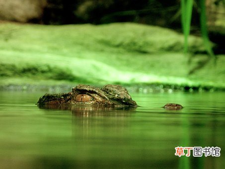 梦见鳄鱼在水里是什么意思