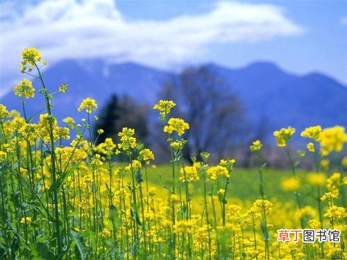 简短介绍 油菜花的寓意和花语