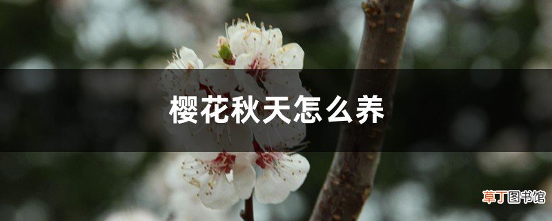樱花秋天怎么养