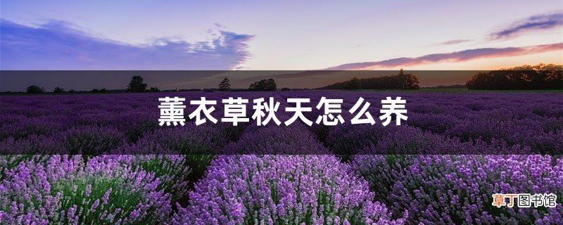 薰衣草秋天怎么养