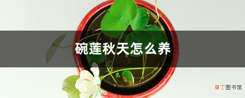 碗莲秋天怎么养