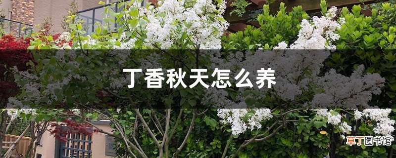 丁香秋天怎么养