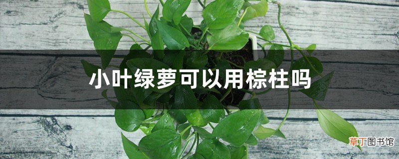 小叶绿萝可以用棕柱吗