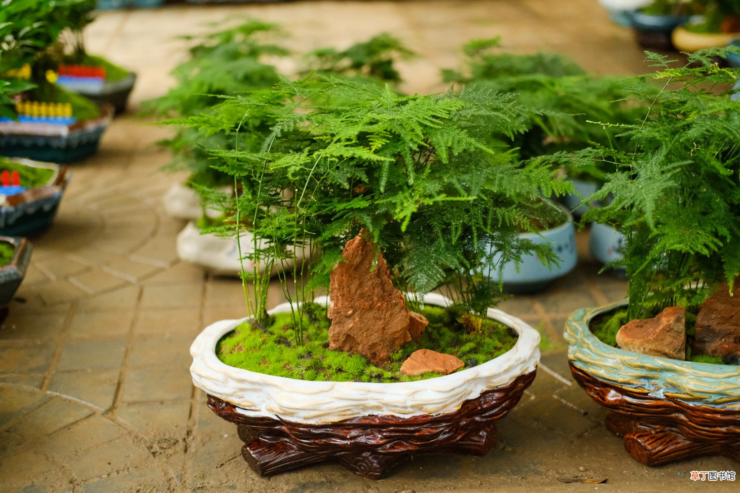 “文竹”总是黄叶？不是你养不好，是土没选对！