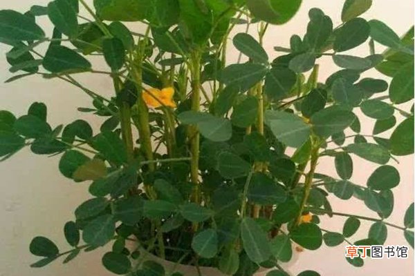1把花生随手扔水里，7天发芽，1月长成小盆栽，摆在哪里都好看！