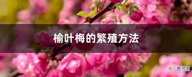 榆叶梅的繁殖方法