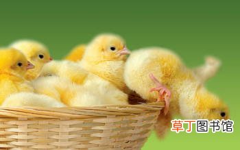 女性做梦梦见小鸡崽是什么意思