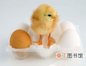 女性做梦梦见小鸡崽是什么意思