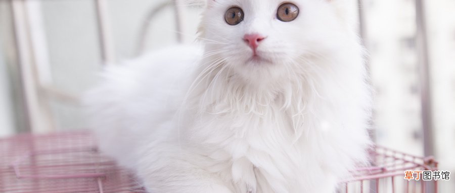 孕妇梦见白猫生男生女