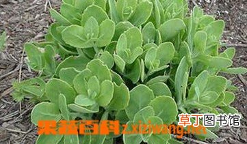 八宝的功效与作用