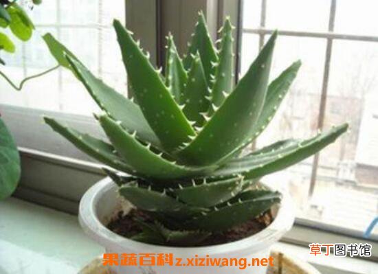 芦荟怎么养殖 芦荟的养殖方法教程