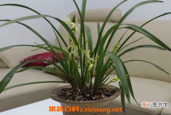 兰花怎么养好 兰花的养殖方法和注意事项